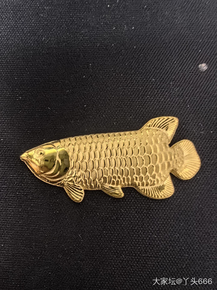 卡拉米金龙鱼_金