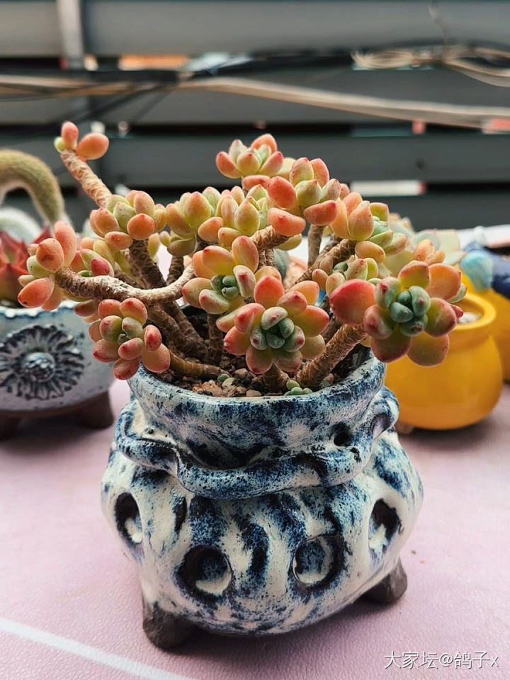 到了年纪血脉觉醒 超喜欢花花草草_植物