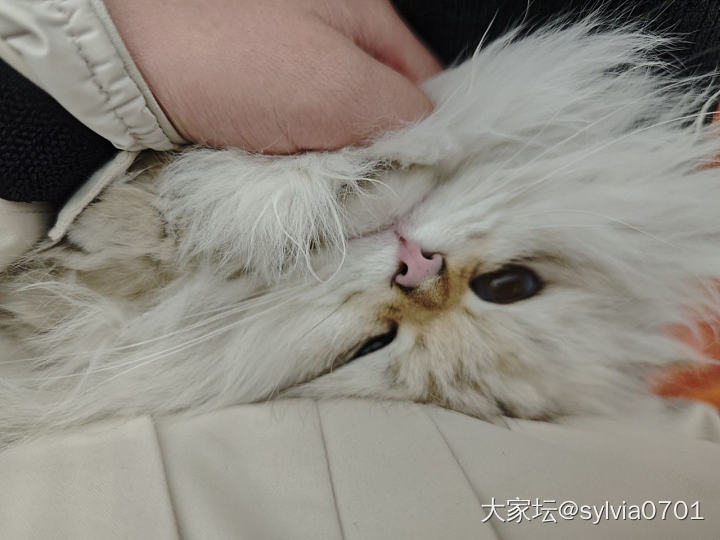 超绝可爱猫猫_猫
