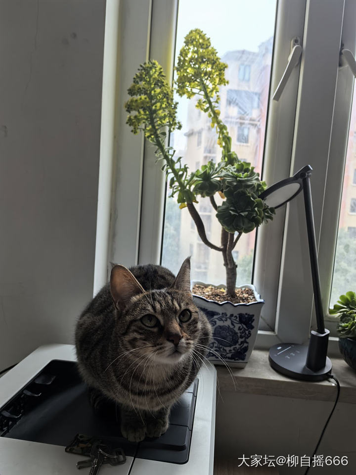 养了两年的法师开花了…_植物