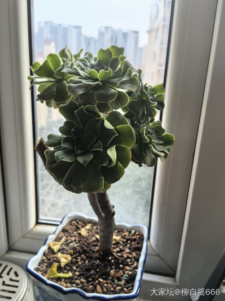 养了两年的法师开花了…_植物