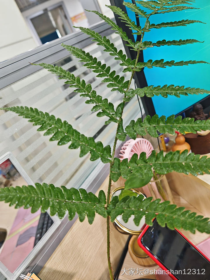 姐妹们，你们办公桌都养的什么绿植啊？_植物