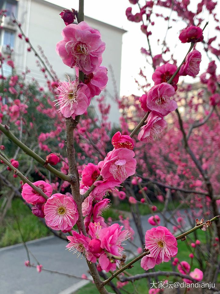 误入梅花深处，香迷糊啦！_花