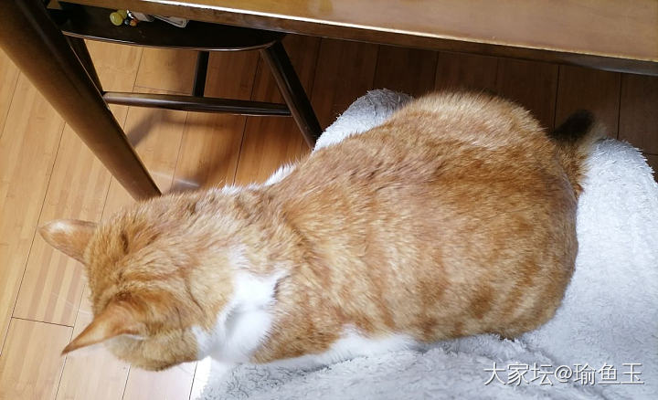 仿佛养了只鹰🦅_猫宠物