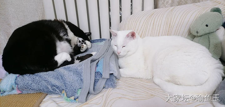 仿佛养了只鹰🦅_猫宠物