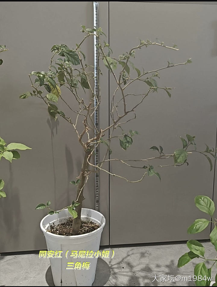 从头再来……
🪴_植物
