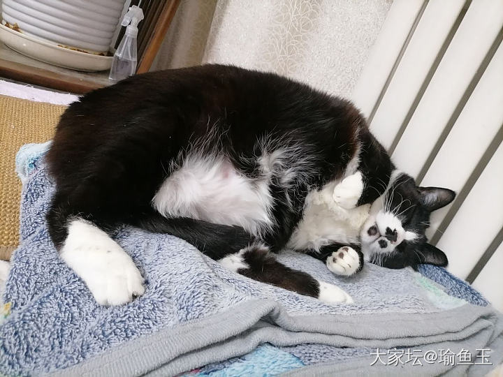 仿佛养了只鹰🦅_猫宠物