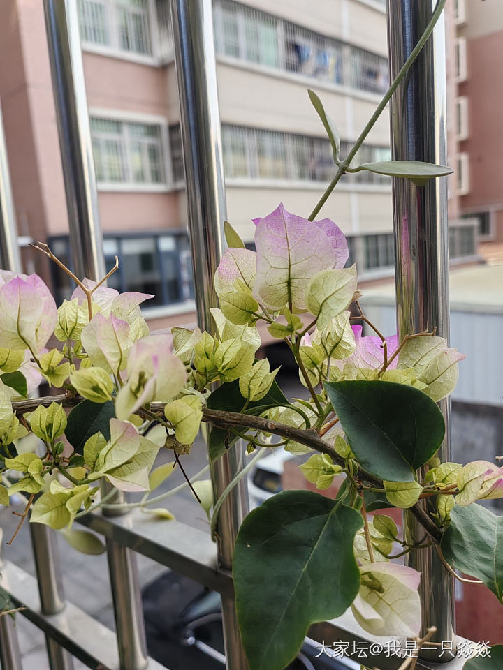 最近真的好惬意啊！_花