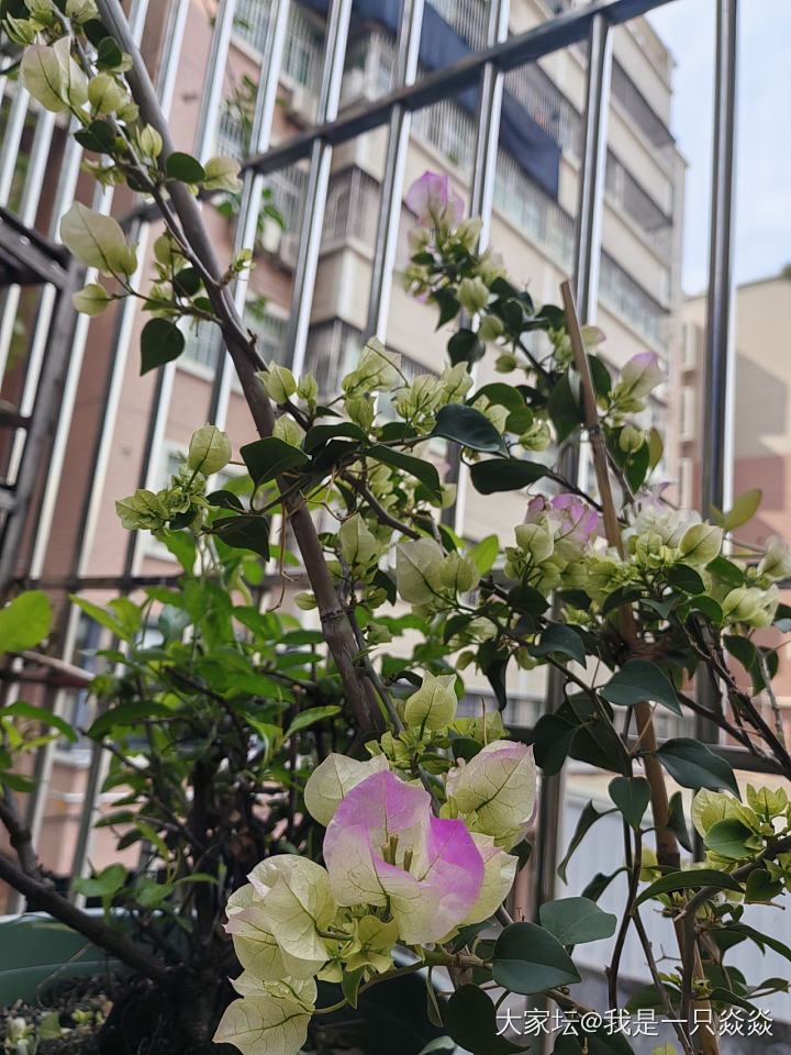 最近真的好惬意啊！_花