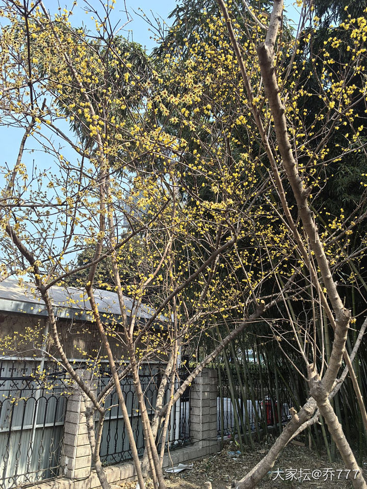 腊梅好香啊！_花