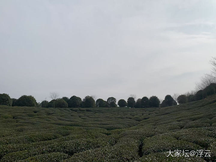 来到嵊州茶乡，买了梅干菜_旅游