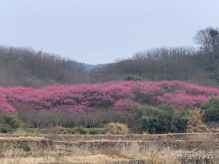 来到嵊州茶乡，买了梅干菜_旅游