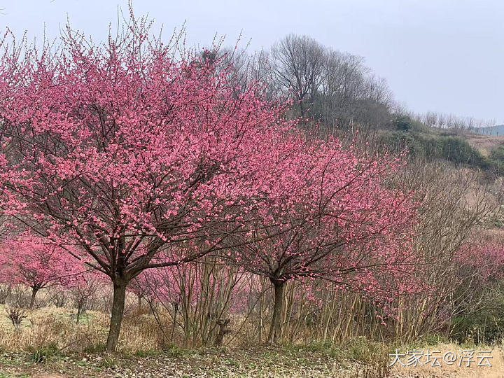 来到嵊州茶乡，买了梅干菜_旅游