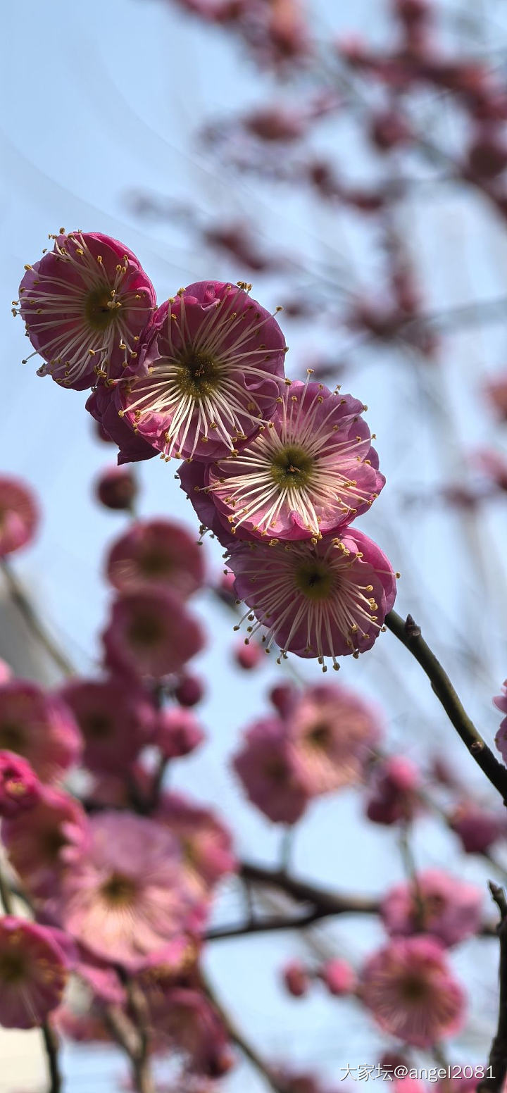 上周末公园随拍_花