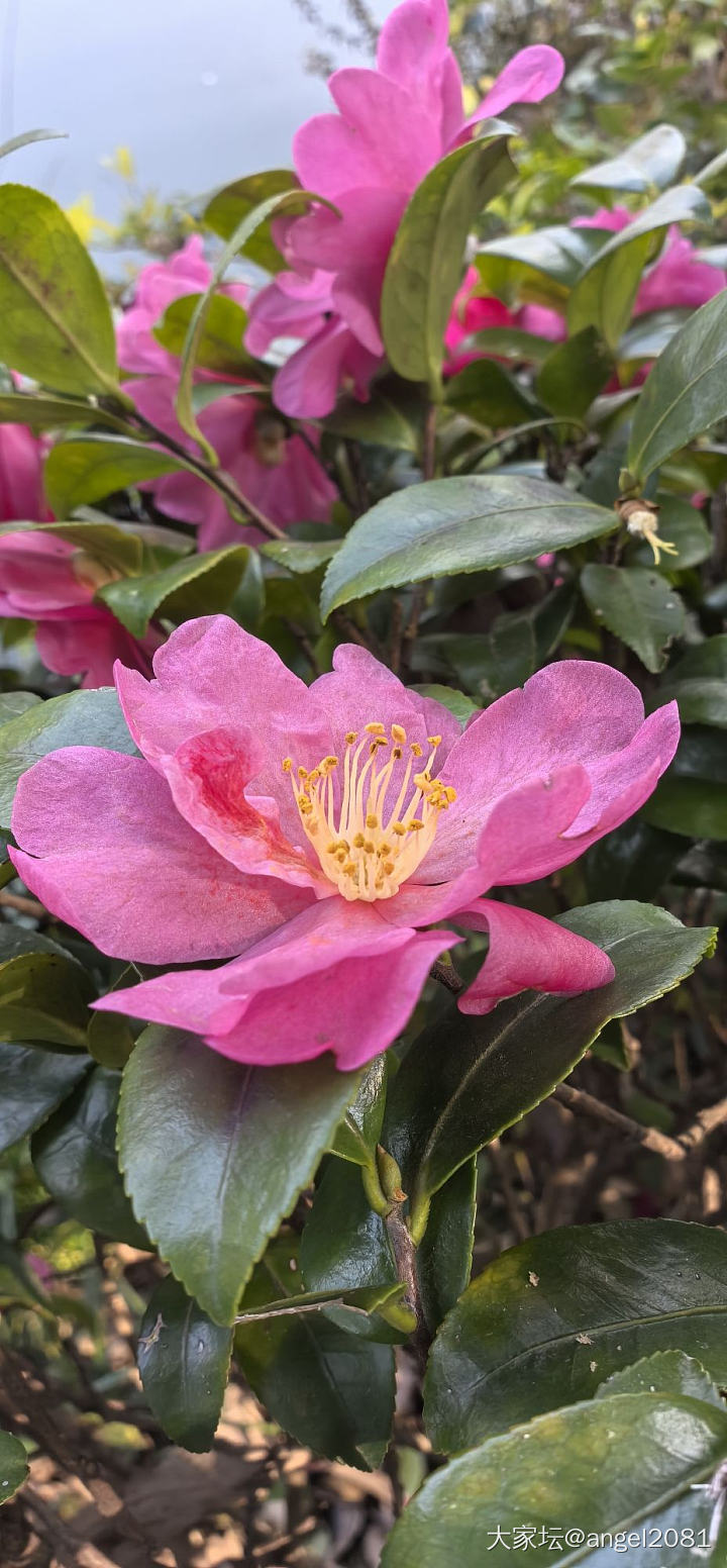 上周末公园随拍_花