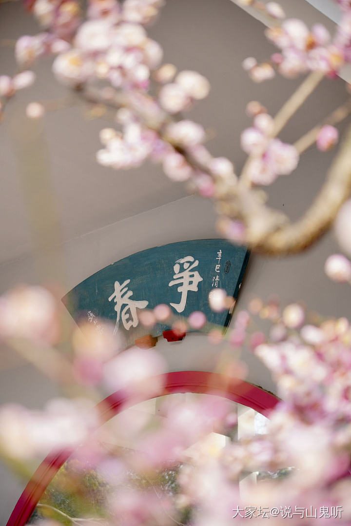梅园、梅花_花