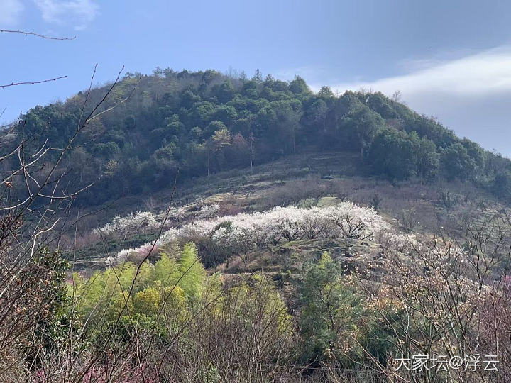 嵊州➠开满梅花的山谷_植物