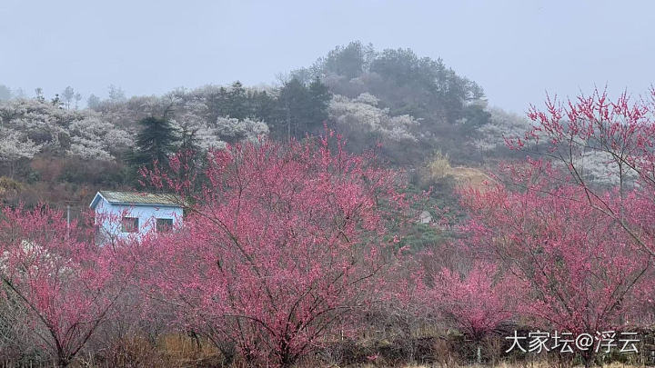 嵊州➠开满梅花的山谷_植物