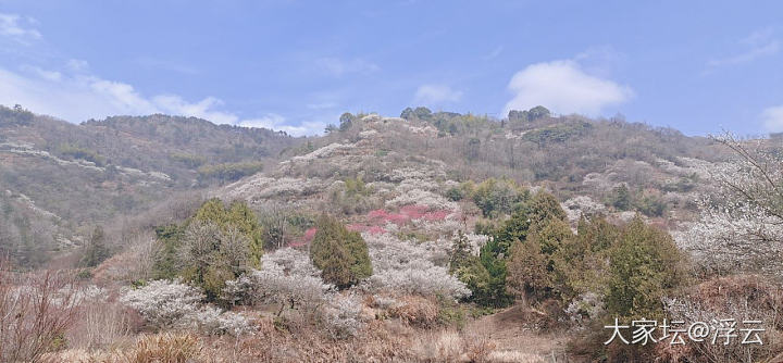 嵊州➠开满梅花的山谷_植物