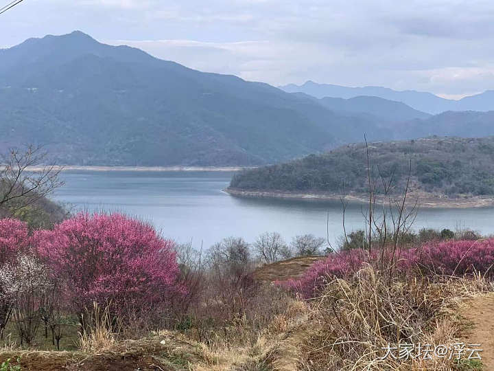 嵊州➠开满梅花的山谷_植物