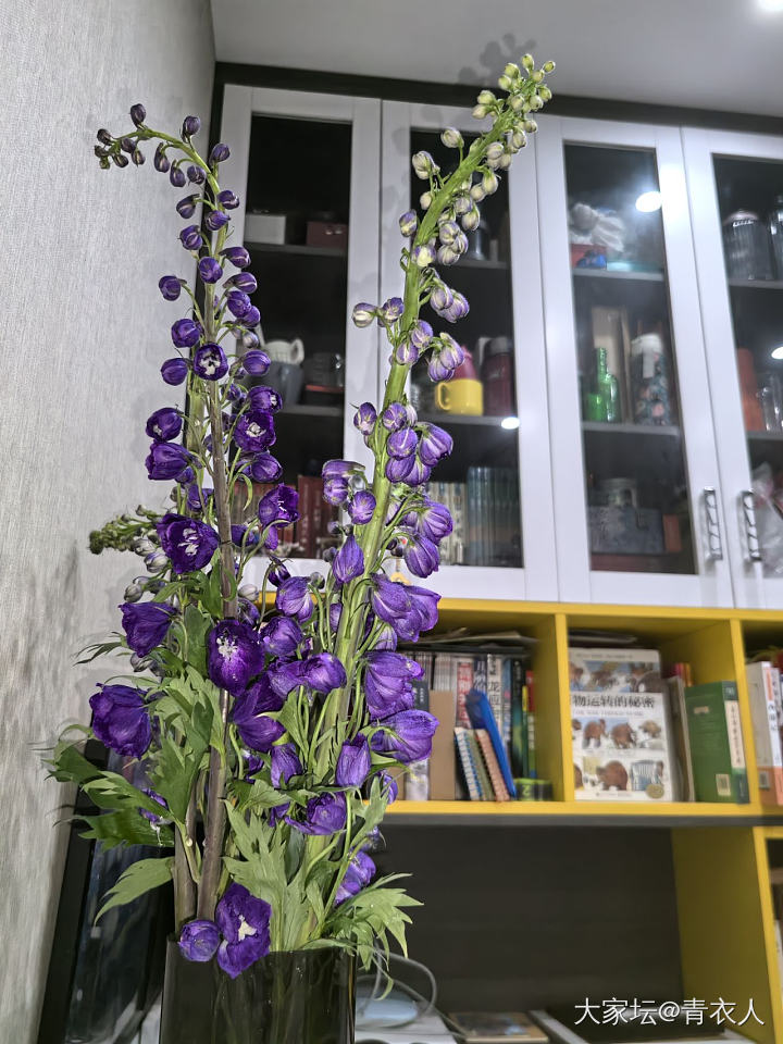 终于明白了老祖宗说的紫气东来……_花