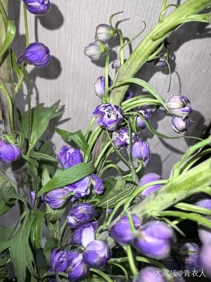 终于明白了老祖宗说的紫气东来……_花