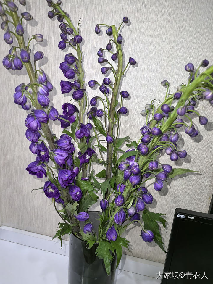 终于明白了老祖宗说的紫气东来……_花