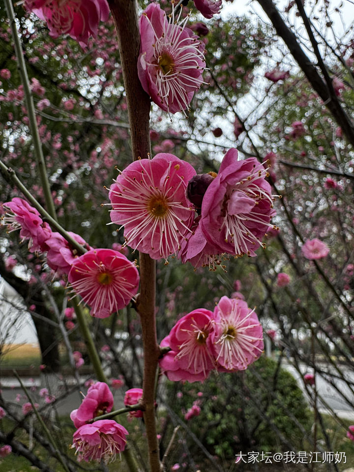 拥挤的乐园_花