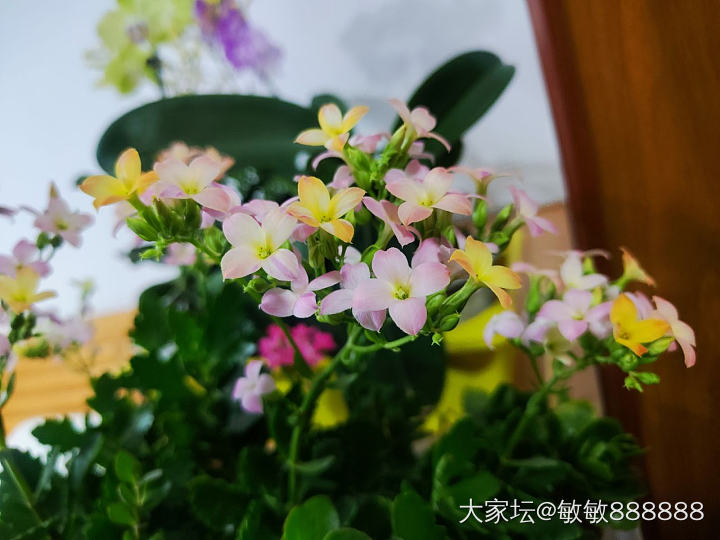 金子降到现在，都不知道为什么跌_花