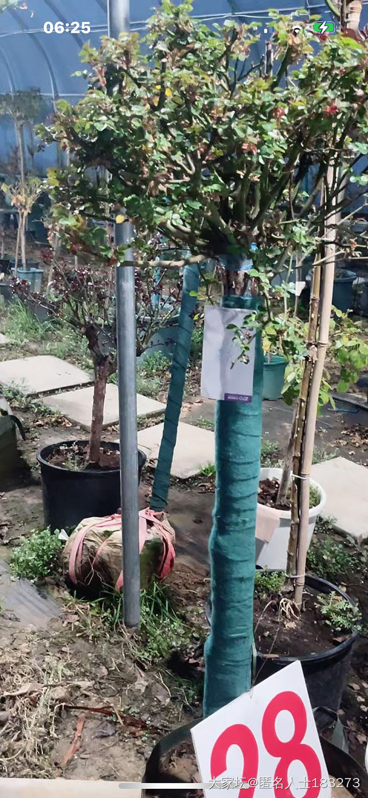 早，三月。_闲聊植物生活
