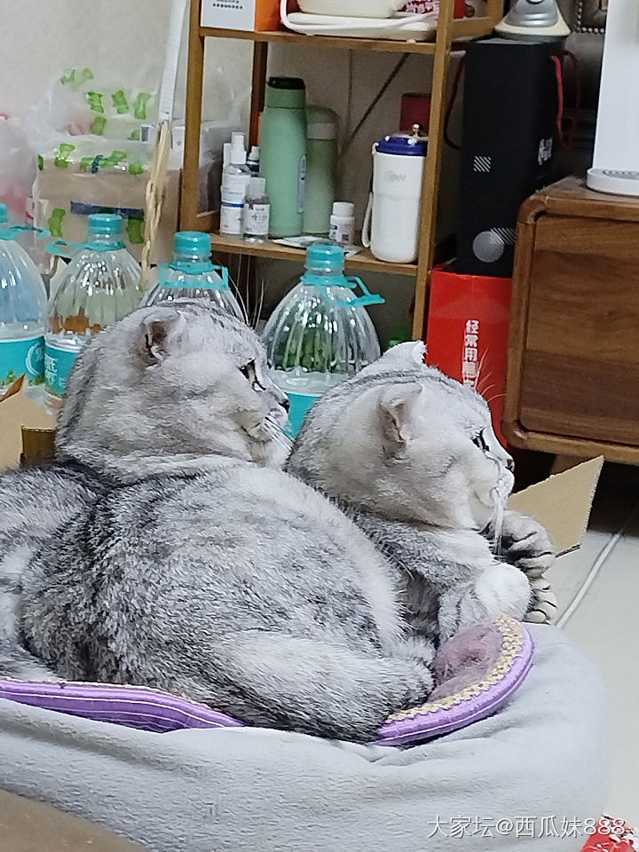 龙抬头_手镯金