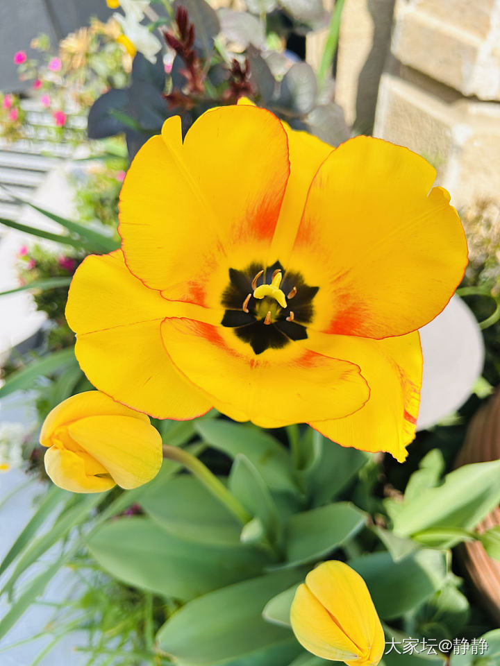 买不起首饰了每天只能养花了_花