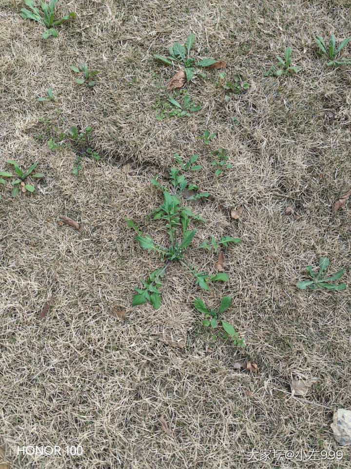 买不起首饰了每天只能养花了_花