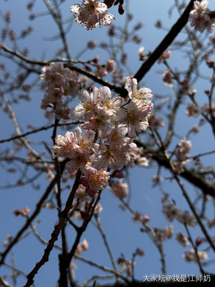 樱桃花_花