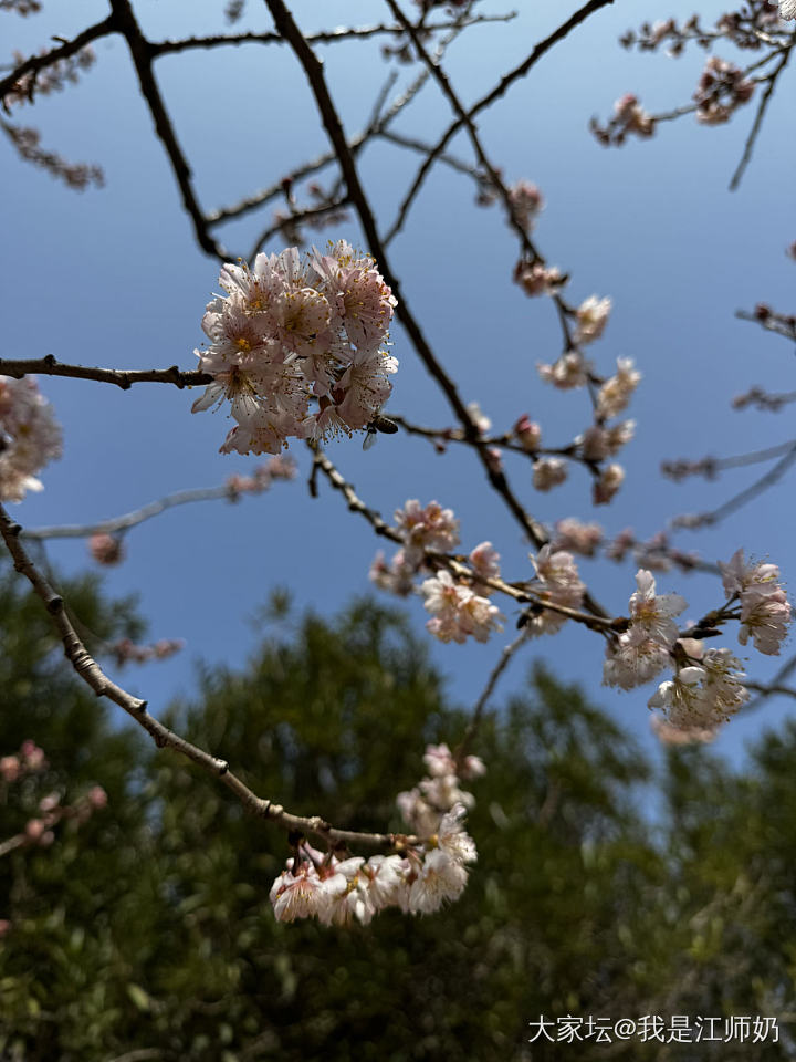 樱桃花_花
