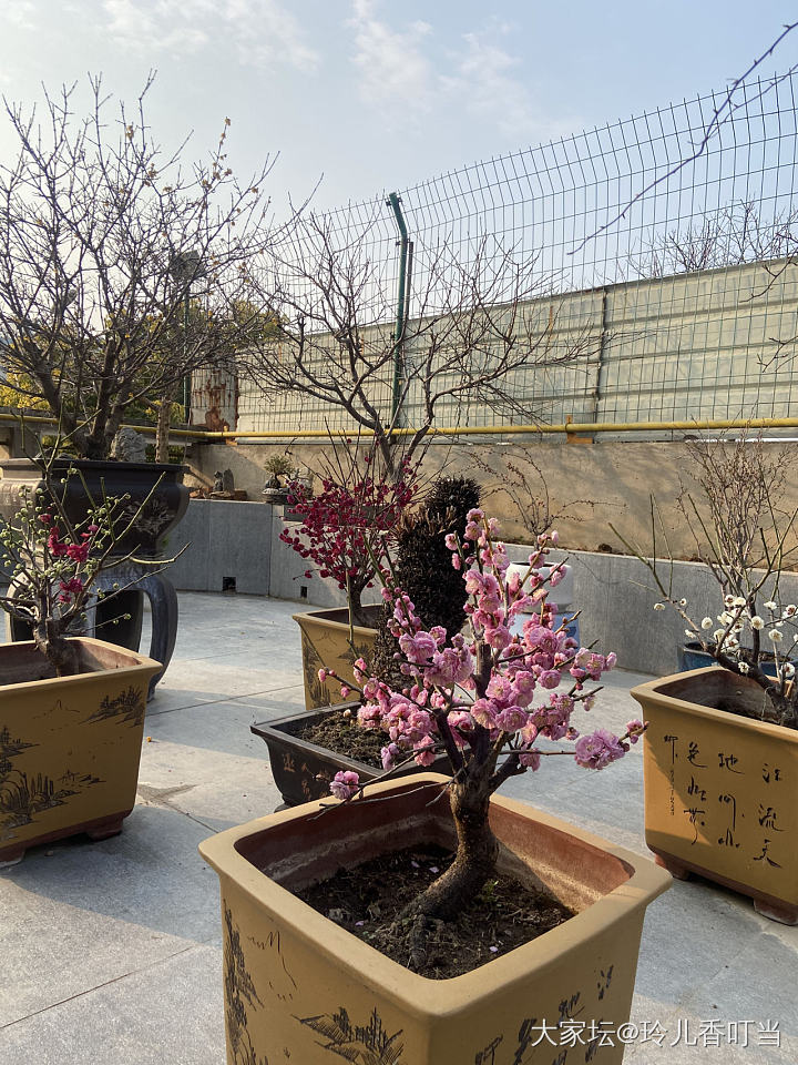墙角数枝梅……为有暗香来_花