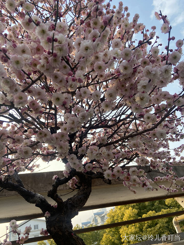 墙角数枝梅……为有暗香来_花