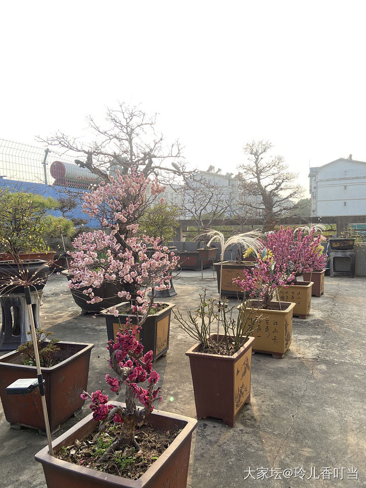 墙角数枝梅……为有暗香来_花