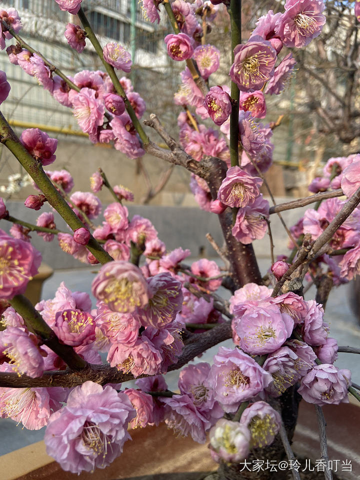 墙角数枝梅……为有暗香来_花