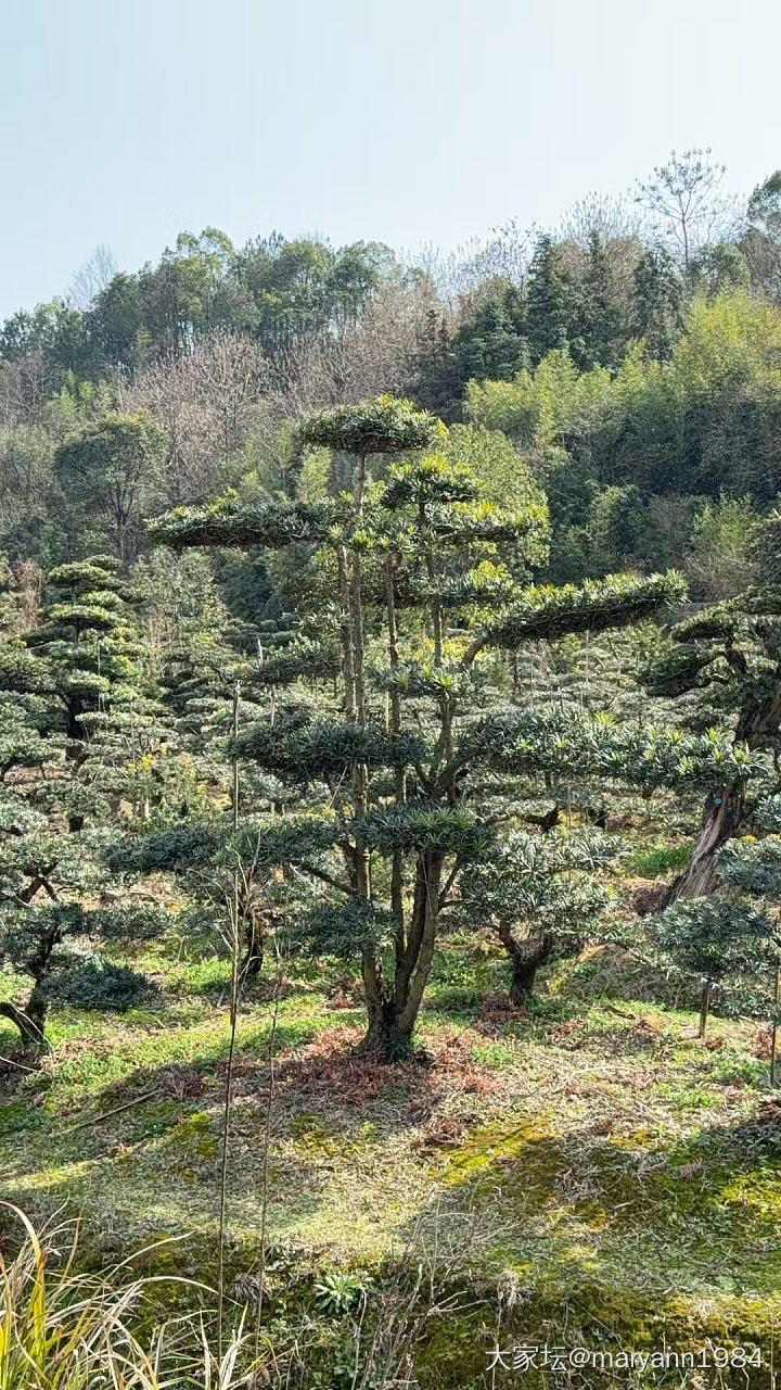 一天狂奔搞定了所有花园植物_植物