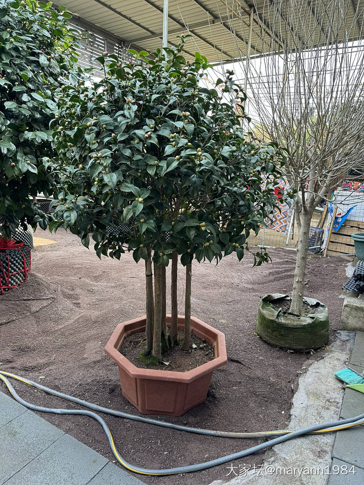 一天狂奔搞定了所有花园植物_植物