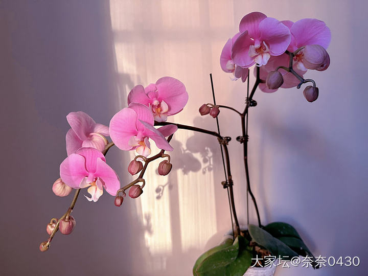 我的兰花_花