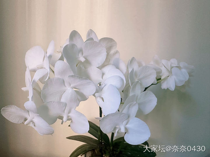 我的兰花_花