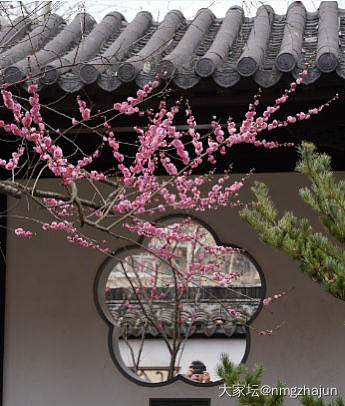 梅岗的梅花开了_花植物
