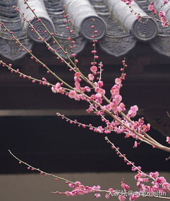 梅岗的梅花开了_花植物