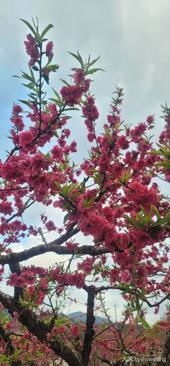 桃之夭夭，灼灼其华_花