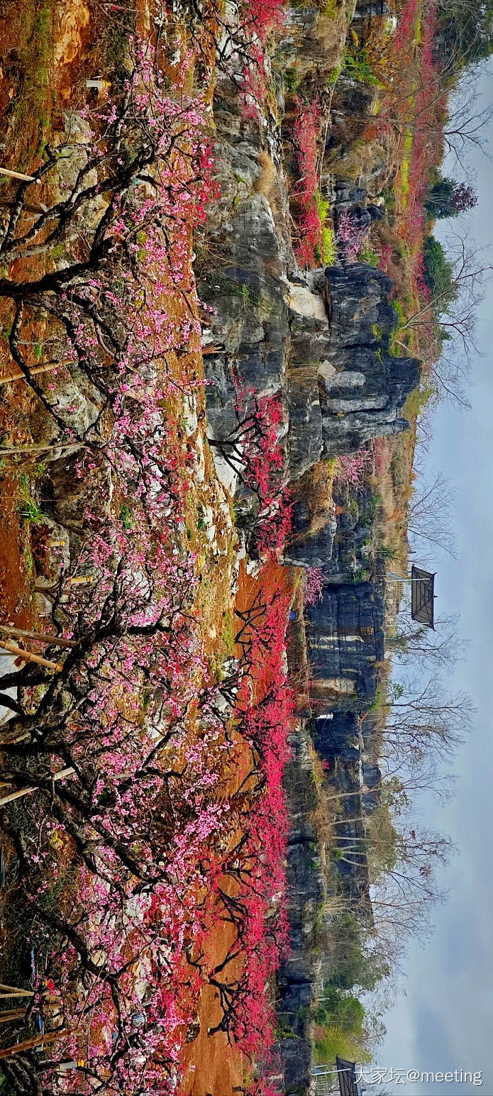 桃之夭夭，灼灼其华_花