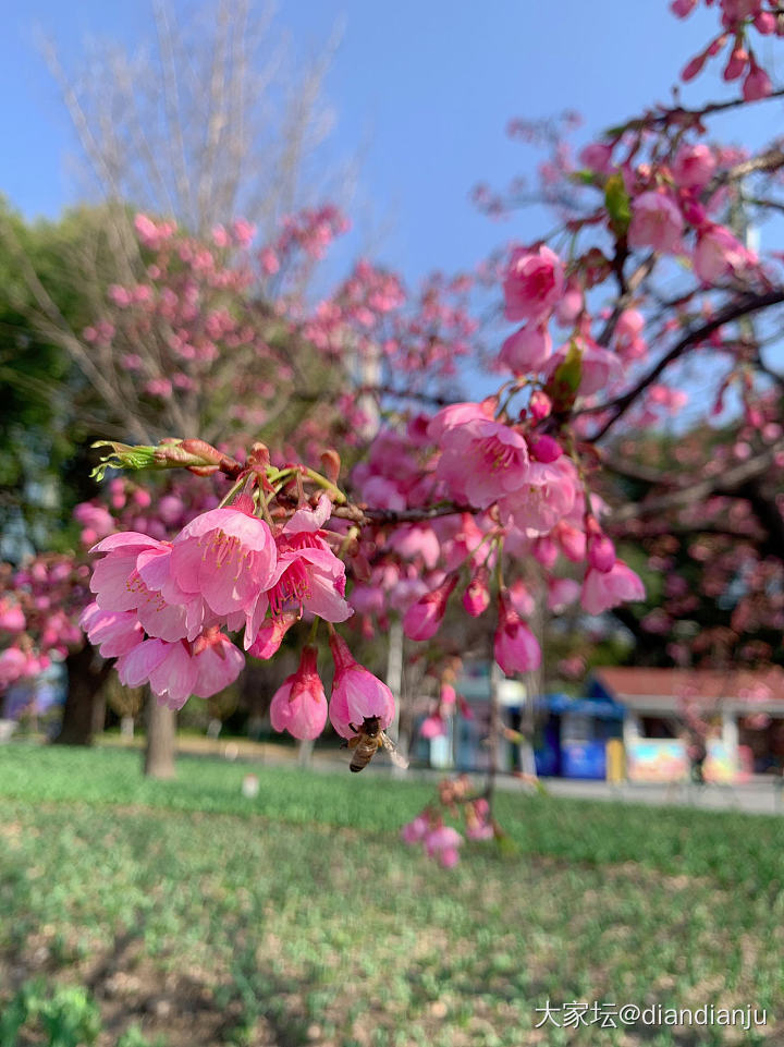 不知不觉春已到_花