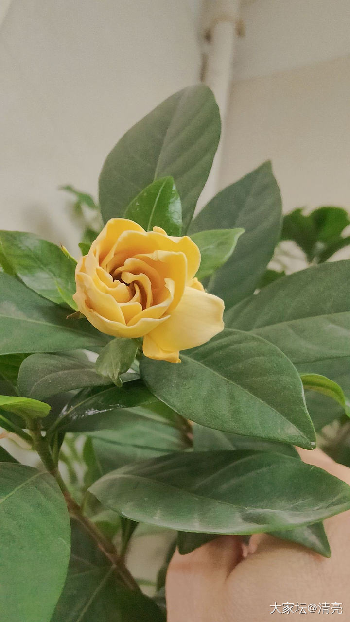 记录花开_花植物