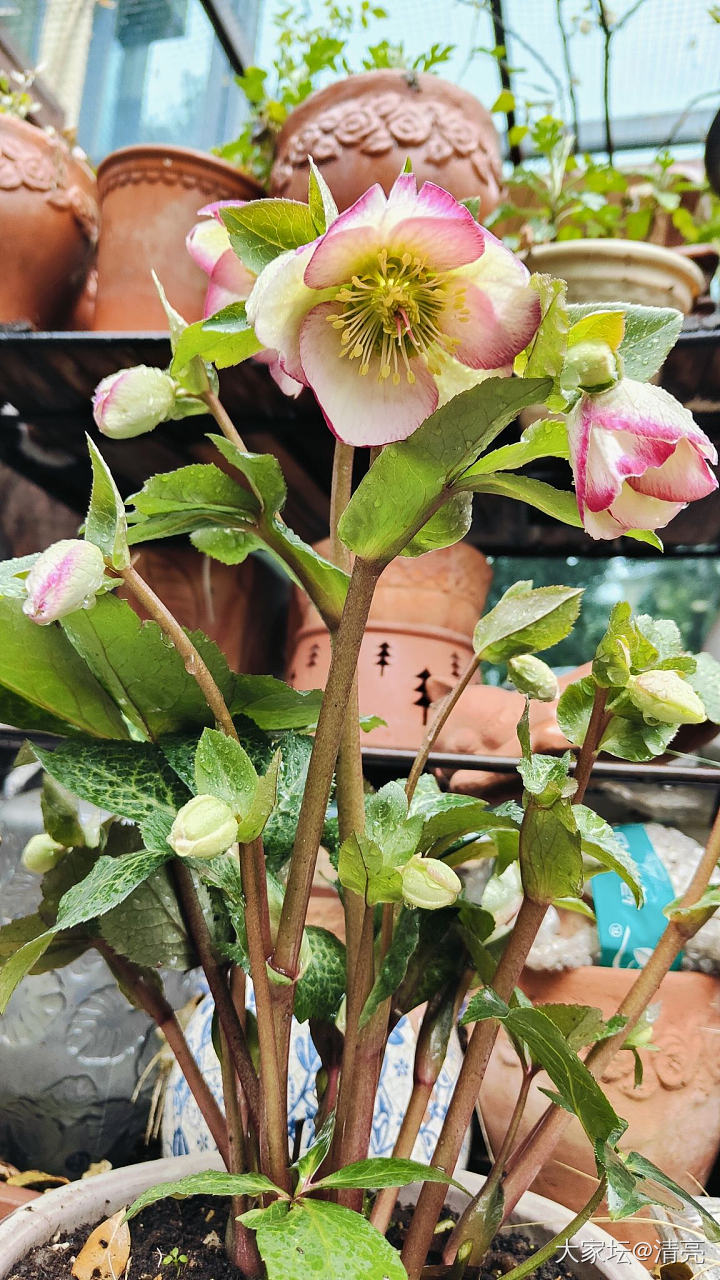 记录花开_花植物